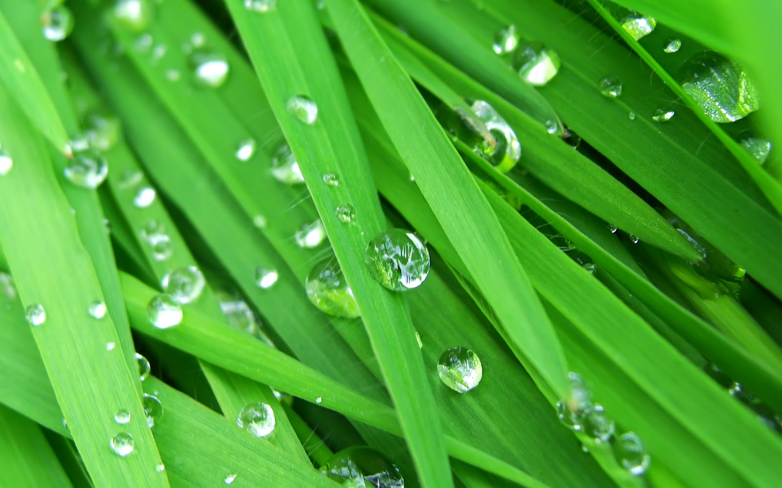 Amazing Raindrops Widescreen Wallpapers | HD Wallpapers